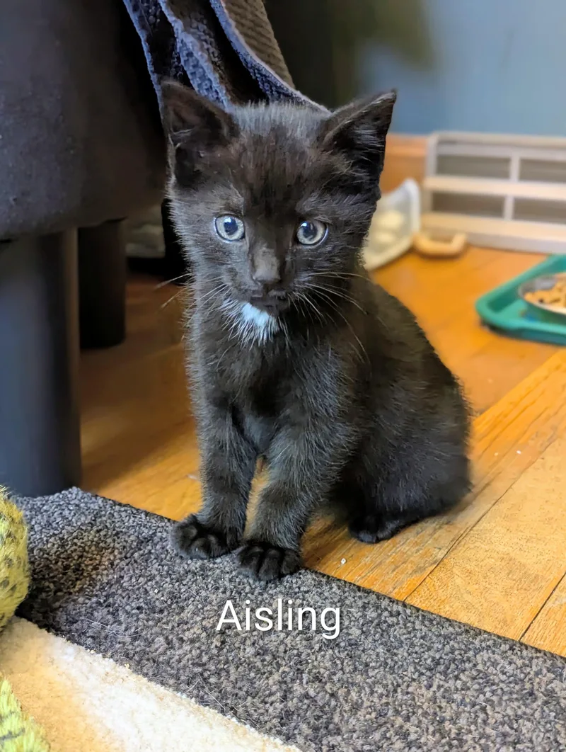 Aisling thumbnail 2