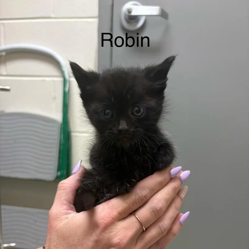 Robin