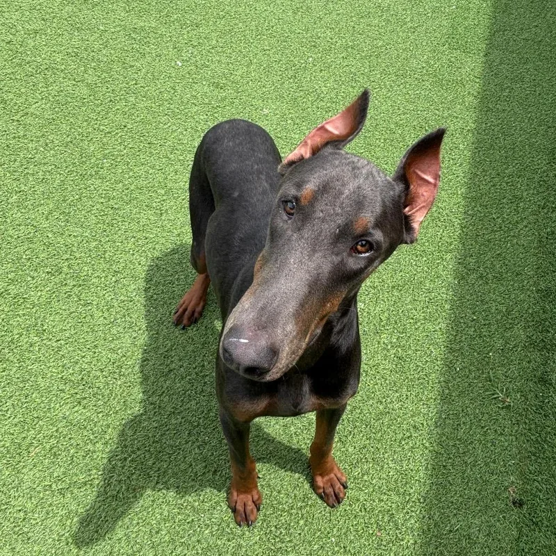 An adult large-sized male Brown / Chocolate Doberman Pinscher dog named Deja Vu for adoption in LOXAHATCHEE, FL