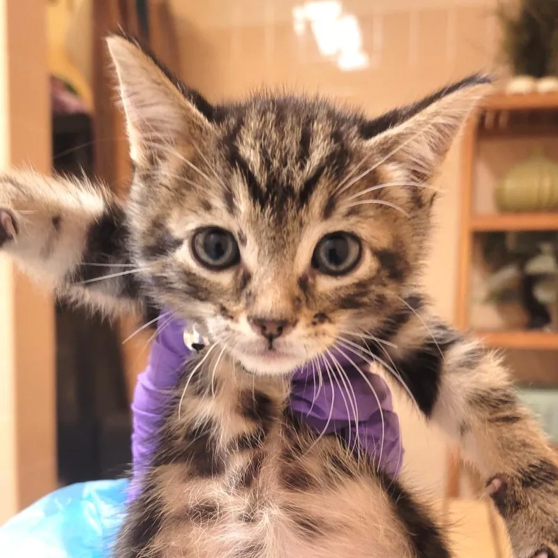 A baby small-sized male Brown / Chocolate Domestic Short Hair cat named Alien for adoption in Westminster, CA