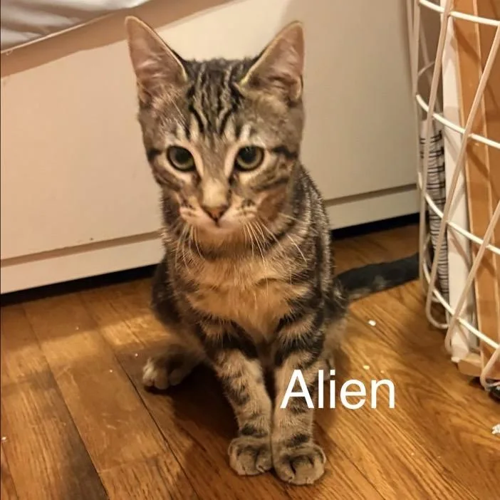 Alien thumbnail 2