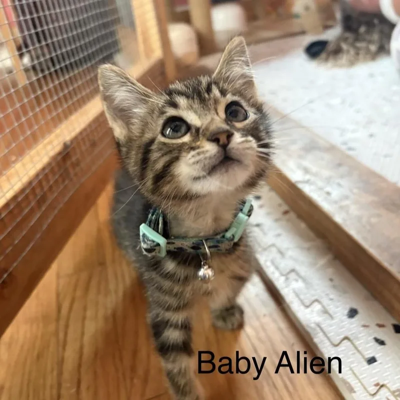 Alien thumbnail 3