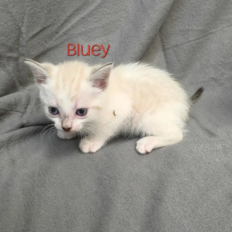 Bluey