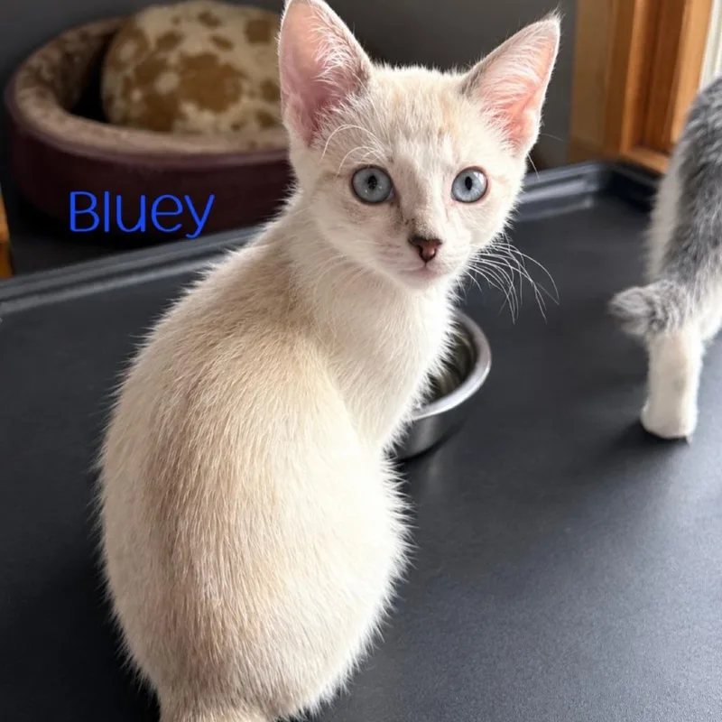 Bluey thumbnail 2