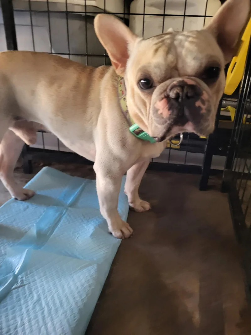Yoda