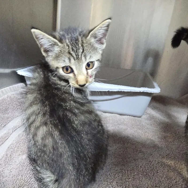 A baby small-sized female Brown / Chocolate Domestic Short Hair cat named Fuzzby for adoption in Yanceyville, NC