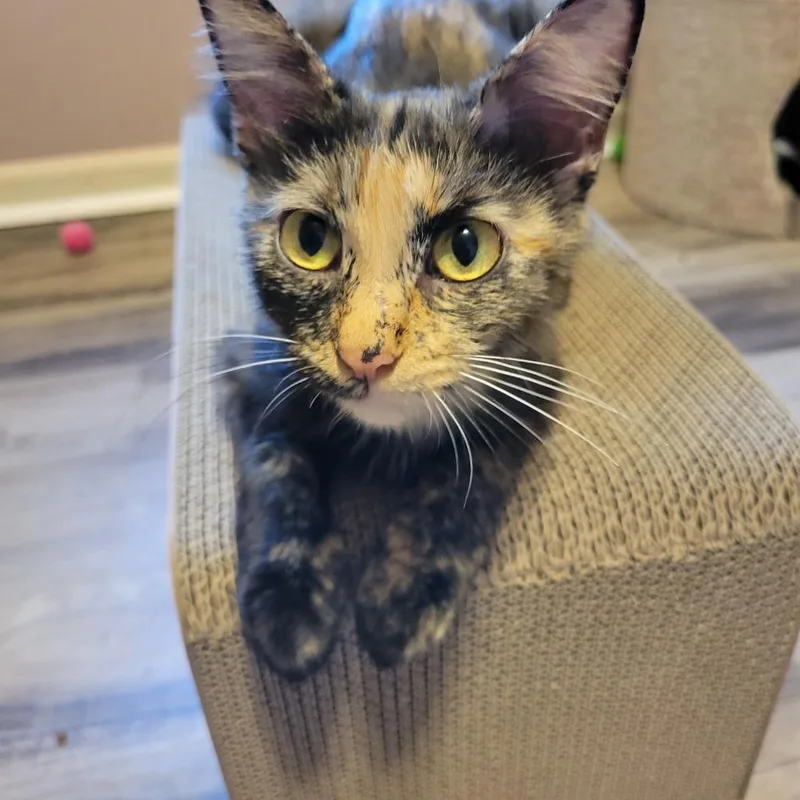 A young medium-sized female Tortoiseshell Domestic Short Hair cat named HodgePodge for adoption in Shawnee, KS