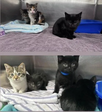 A baby small-sized female Domestic Short Hair cat named Silver Dollar for adoption in Hobart, IN