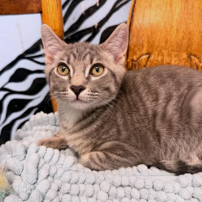 A baby small-sized male Gray / Blue / Silver Siamese cat named Madmartigan for adoption in Pagosa Springs, CO