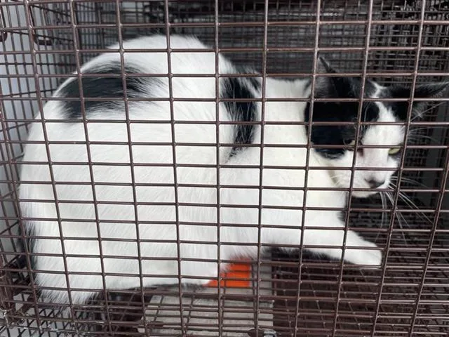 A senior large-sized male Domestic Short Hair cat named Moomoo for adoption in Houston, TX