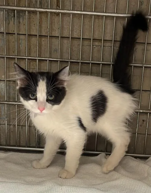 A baby small-sized male Domestic Short Hair cat named A for adoption in Baldwin Park, CA