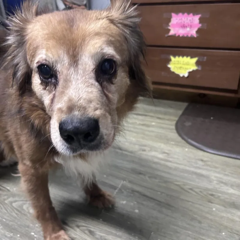 A senior medium-sized male Yellow / Tan / Blond / Fawn Hound dog named Houdini for adoption in Summerville, SC