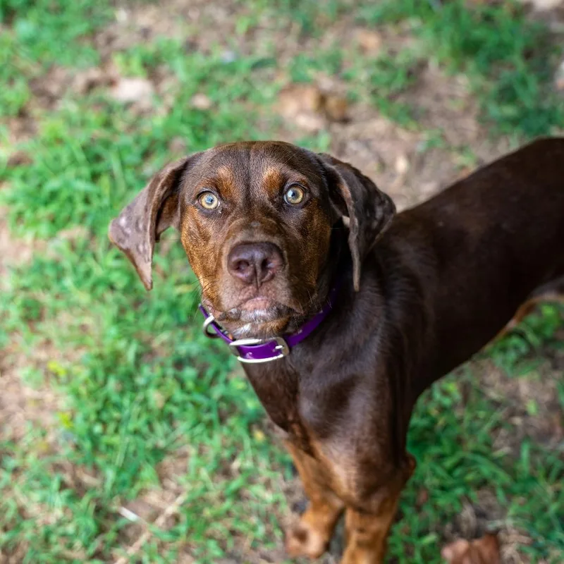 Tootsie thumbnail 2