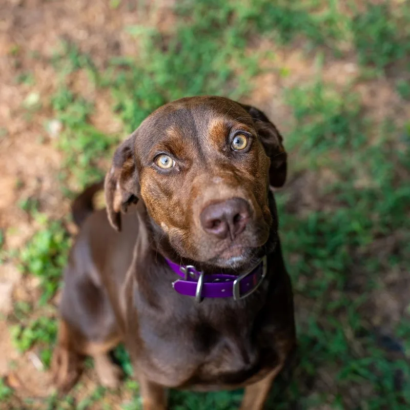 Tootsie thumbnail 3