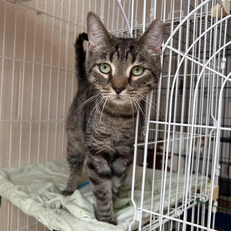 An adult large-sized male Brown / Chocolate Domestic Short Hair cat named Kit for adoption in Waynesboro, PA