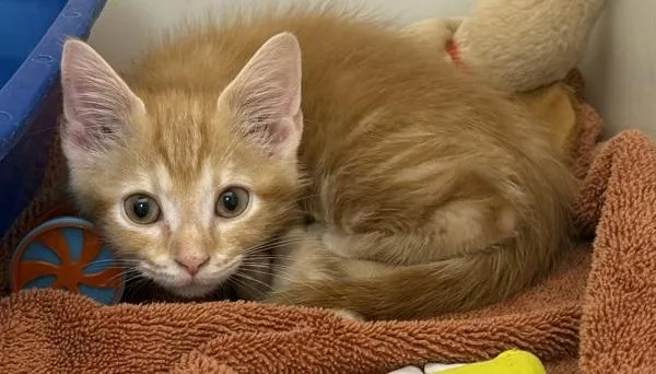 A baby small-sized male Domestic Short Hair cat named Geazy for adoption in Salisbury, MD