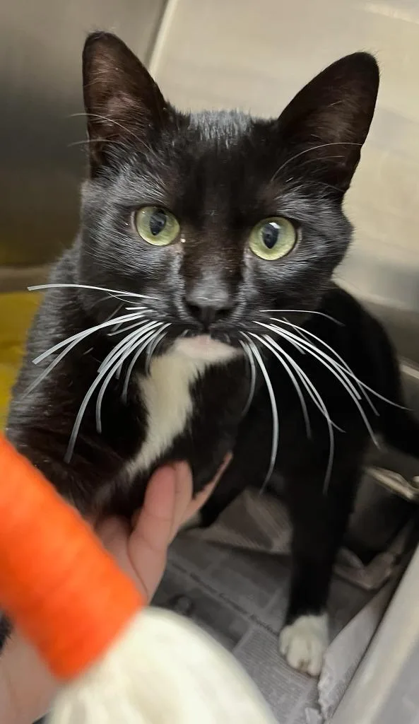 A baby small-sized female Domestic Short Hair cat named Willow Aka Doodle for adoption in Richland Hills, TX
