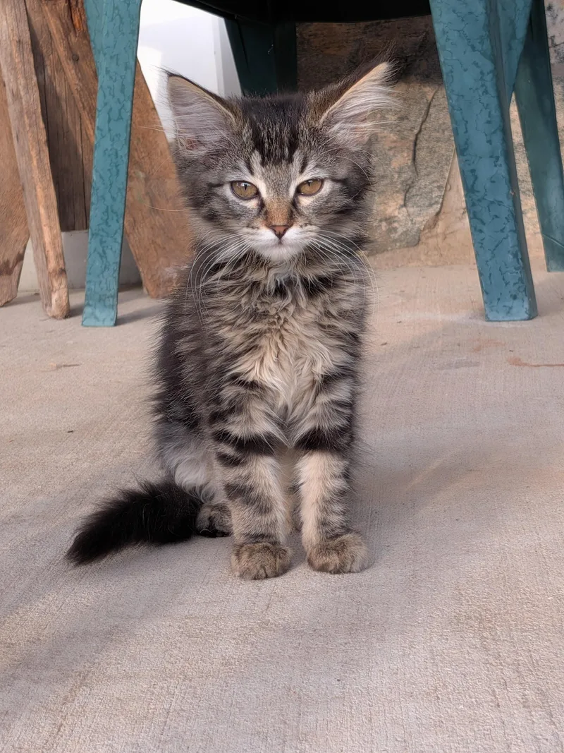 A baby small-sized female Tabby (Brown / Chocolate) Domestic Short Hair cat named Fauna for adoption in Fruit Heights, UT