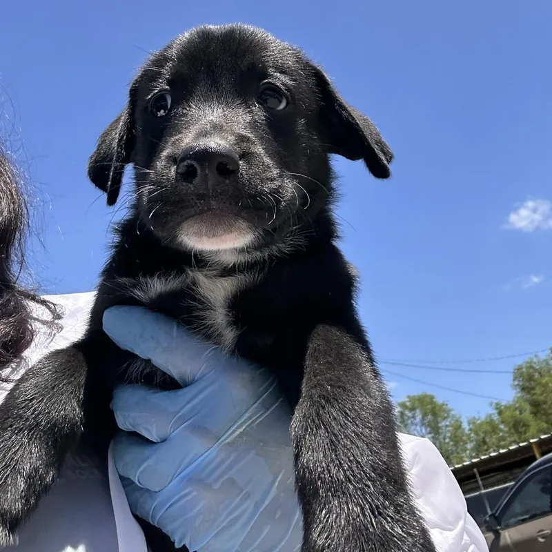 A baby small-sized male Black Shepherd dog named Miles for adoption in Edinburg, TX