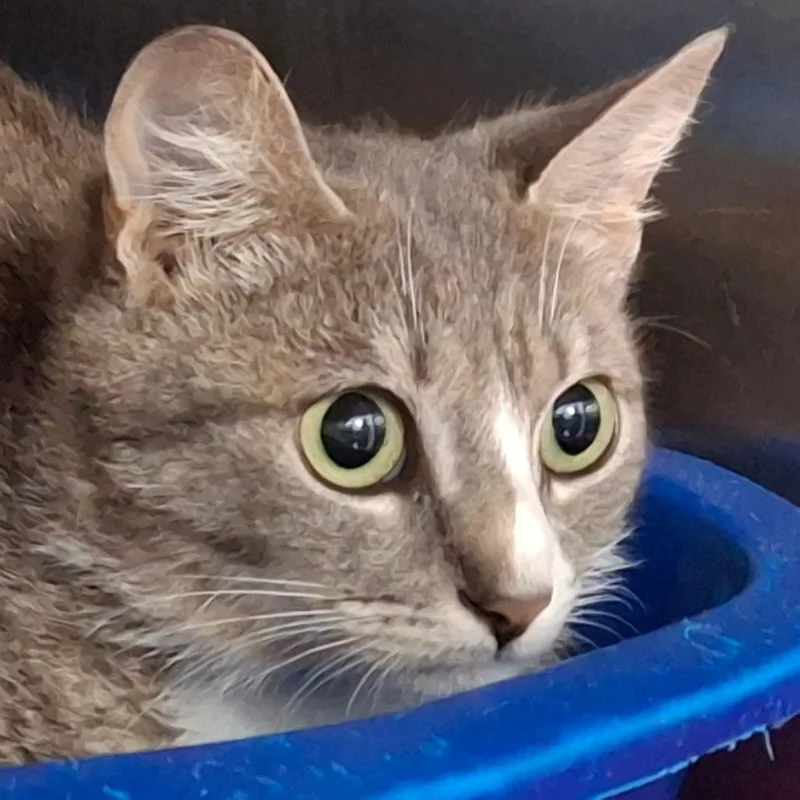 A young medium-sized female Gray / Blue / Silver Domestic Short Hair cat named Isabella for adoption in Lakeland, FL