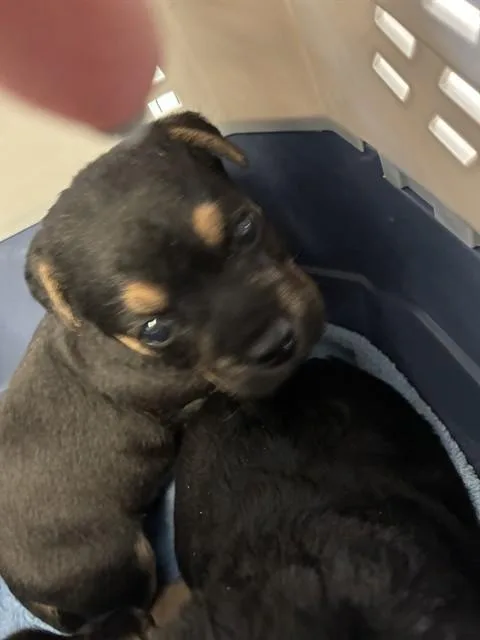 Pup
