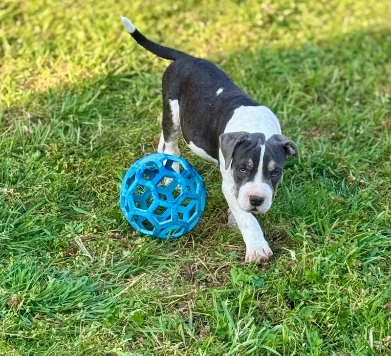 Tucker T thumbnail 2