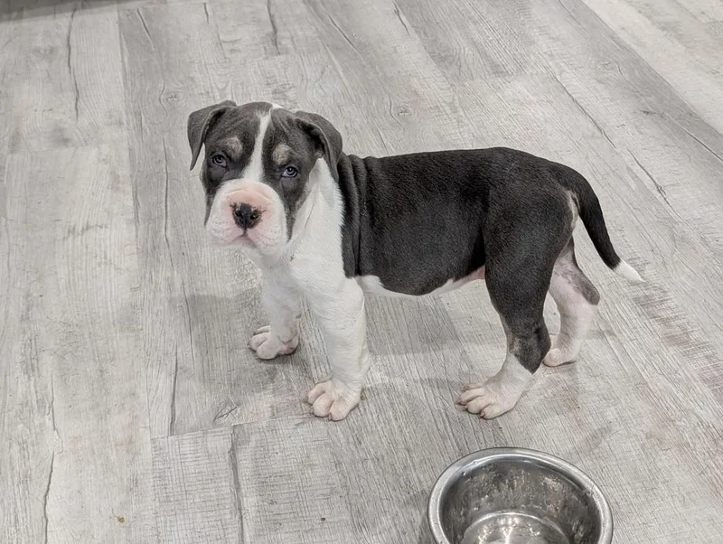 Tucker T thumbnail 3