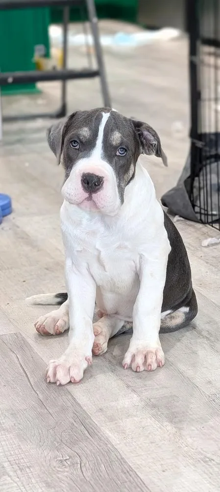 Tucker T thumbnail 4