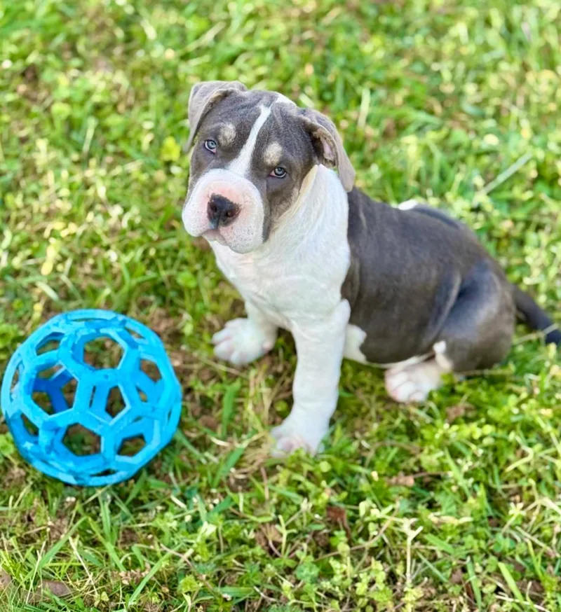 Tucker T thumbnail 6