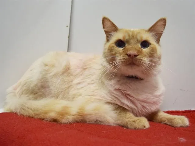 An adult large-sized male Himalayan cat named Prince Of Genovia for adoption in Sacramento, CA