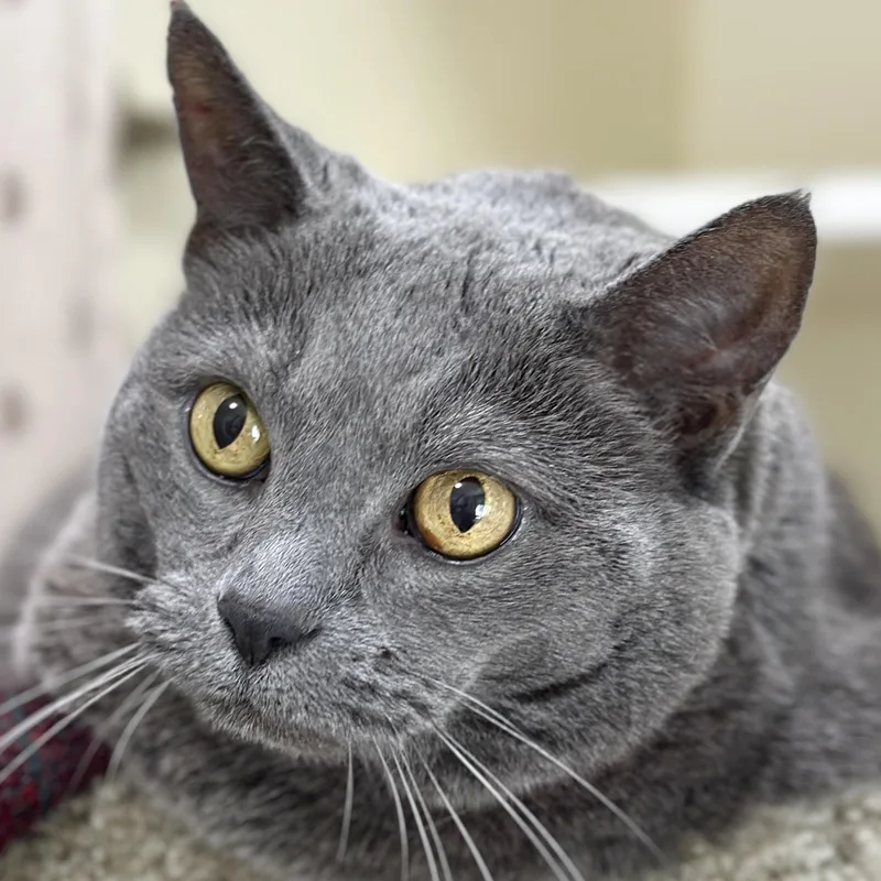 A senior extra large-sized female Gray / Blue / Silver Domestic Short Hair cat named Blue for adoption in Victor, NY