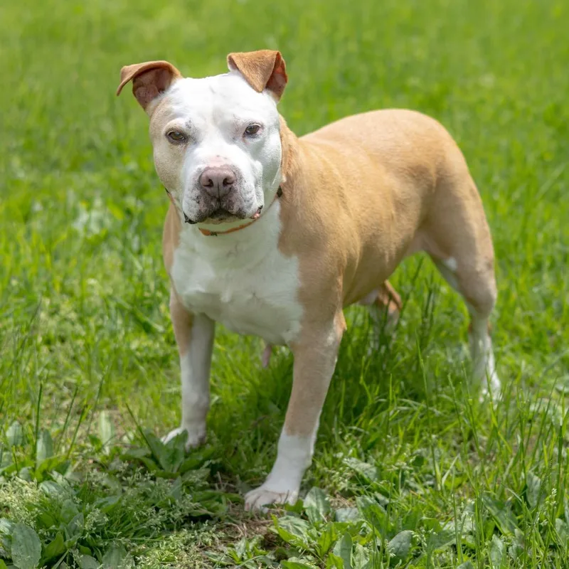 A senior small-sized male Yellow / Tan / Blond / Fawn Pit Bull Terrier dog named Vinnie for adoption in Wilmington, DE