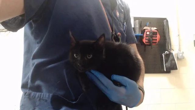 A baby small-sized female Domestic Short Hair cat named Herrmann for adoption in Denver, CO