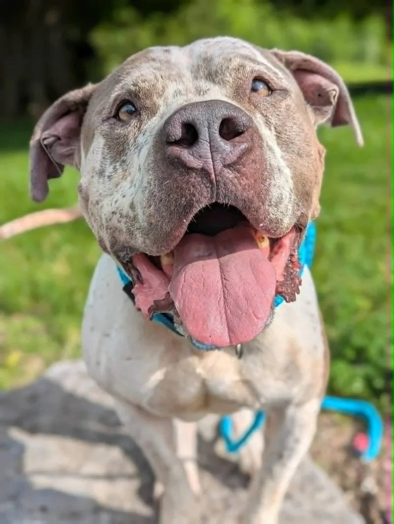 An adult large-sized male Terrier dog named Tigger for adoption in North Syracuse, NY