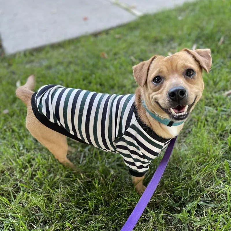 A young small-sized male Golden Dachshund dog named Buster for adoption in Brentwood, CA