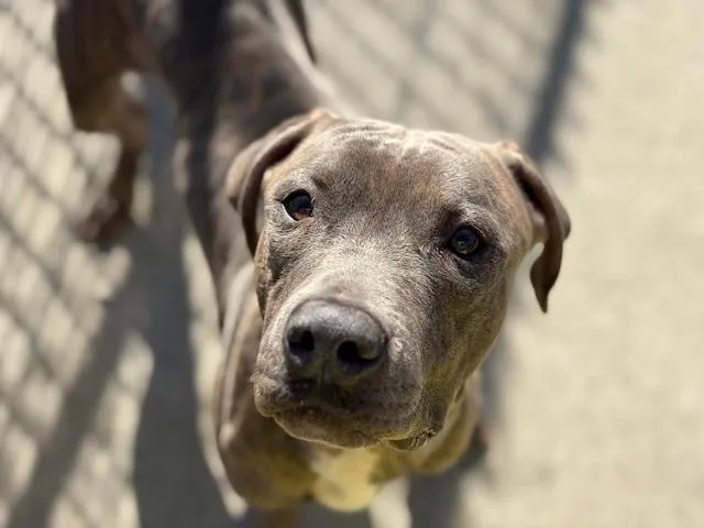 An adult large-sized male Pit Bull Terrier dog named Waylon for adoption in Tulsa, OK