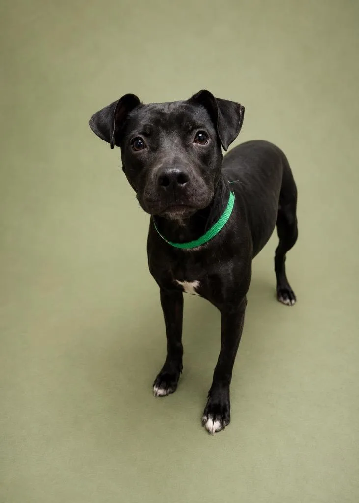 A young medium-sized female Mixed Breed dog named Ziva for adoption in Tifton, GA