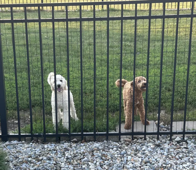 A baby small-sized male White / Cream Goldendoodle dog named Charlie. Mini lbs for adoption in Antwerp, OH