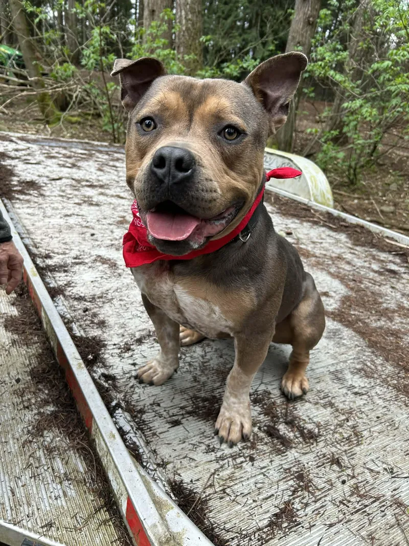 A young large-sized male Bulldog dog named Romeo for adoption in AUBURN, WA