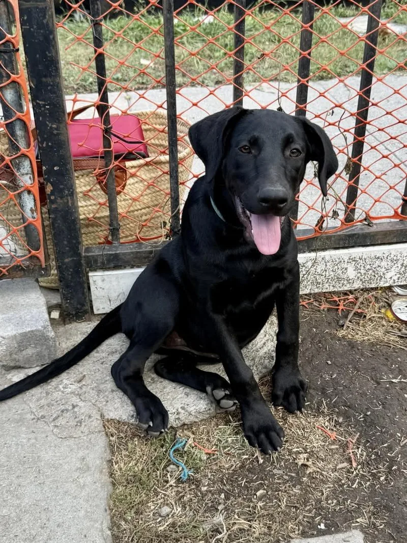A young medium-sized female Black Doberman Pinscher dog named Pearl for adoption in Venice, CA