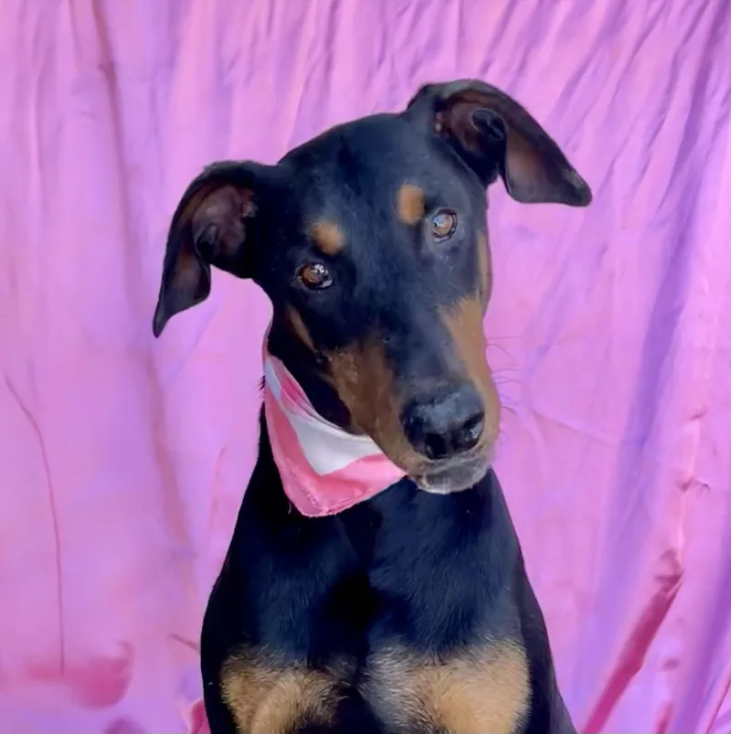 A young large-sized female Black Doberman Pinscher dog named Nova for adoption in Rowland Heights, CA