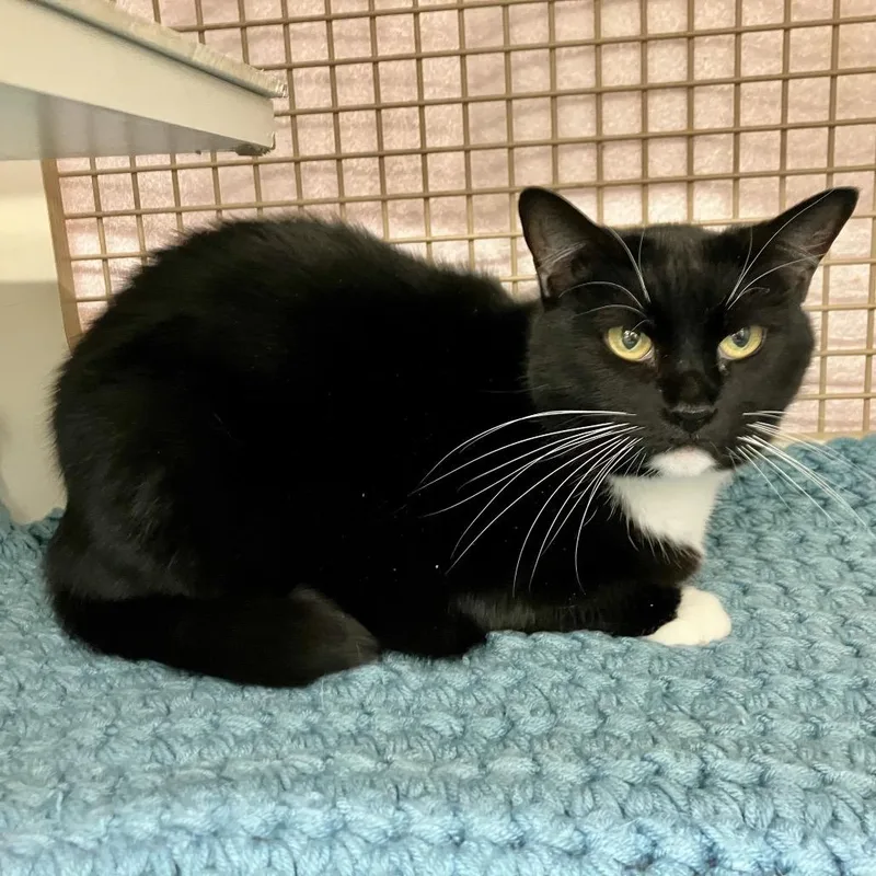 An adult small-sized female Black Domestic Short Hair cat named Lottie Mccracken for adoption in Merrifield, VA