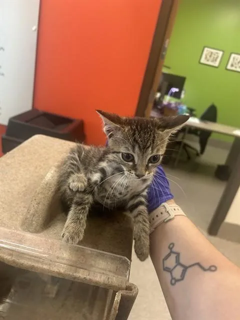 A baby small-sized male Domestic Short Hair cat named Allan for adoption in Louisville, KY