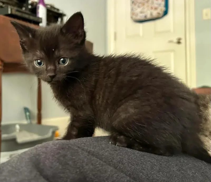 A baby medium-sized male Black Domestic Short Hair cat named Victor for adoption in Reynoldsburg, OH