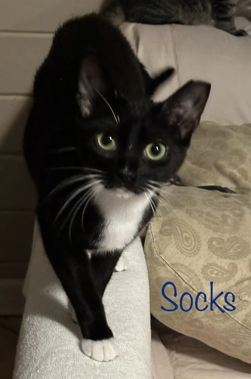 A young medium-sized male Black & White / Tuxedo Domestic Medium Hair cat named Socks for adoption in Longwood, FL