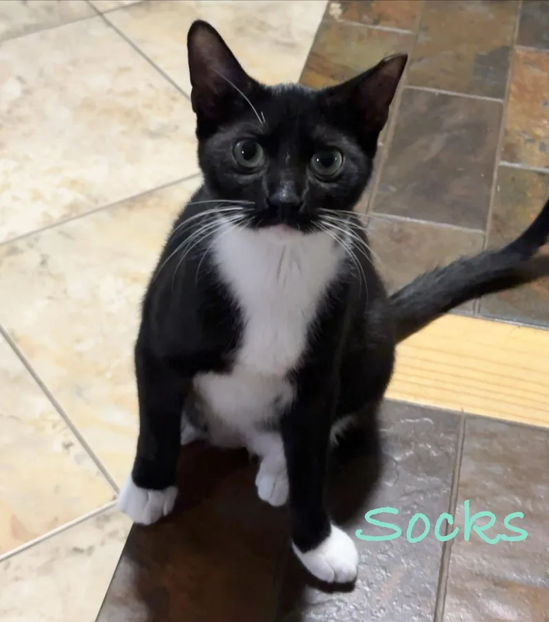 Socks thumbnail 2