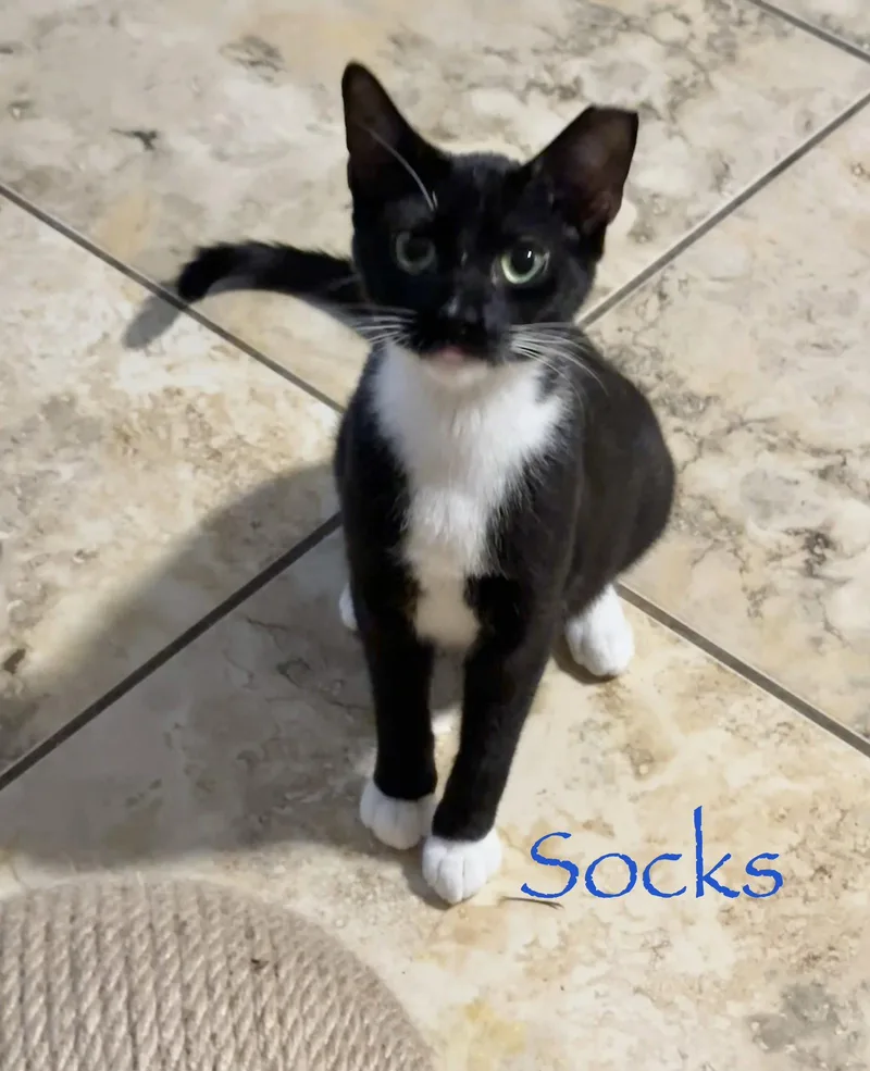 Socks thumbnail 3