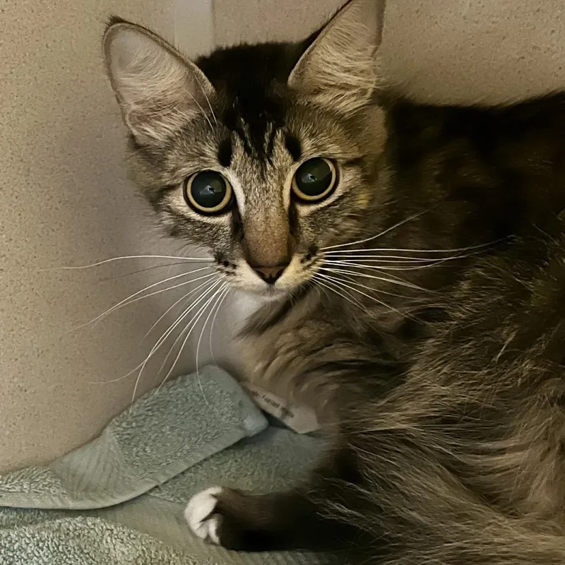 An adult medium-sized female Brown / Chocolate Domestic Medium Hair cat named Mary Poppins for adoption in Tacoma, WA