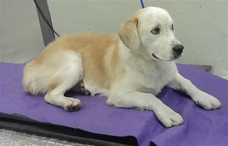 A young medium-sized male Labrador Retriever dog named Dune for adoption in Houston, TX
