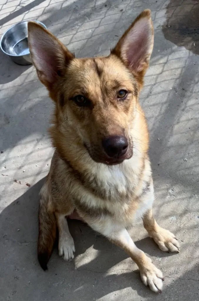 A young medium-sized female Shepherd dog named Bagel for adoption in Richland Hills, TX